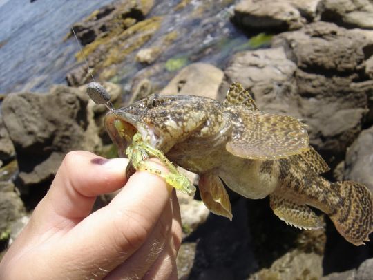 La tête plombée plate pour les pêches à gratter