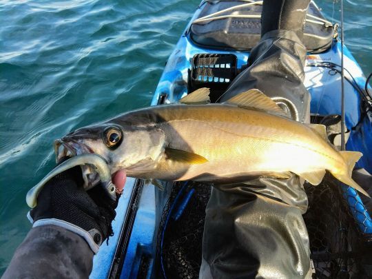 Allons encore pêcher le lieu