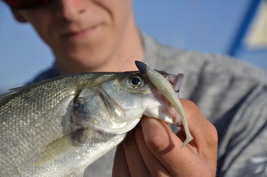 De nombreux loups à pêcher