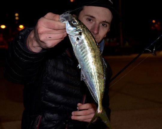 Pêcher les sévereaux de nuit