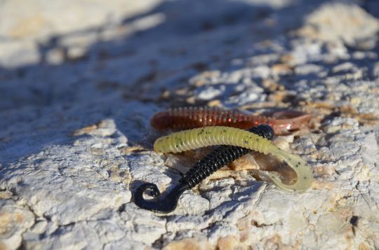 Pêcher le sévereau au leurre souple