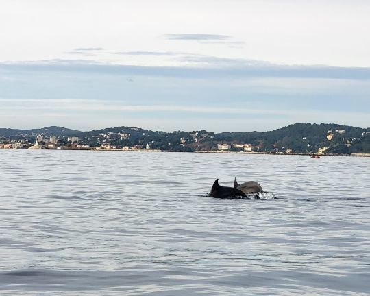 Rencontrer des dauphins est un moment magique, mais la pêche sera compliquée