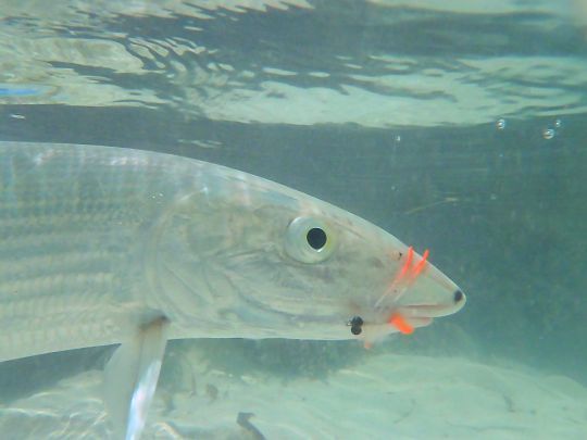 La principale difficulté pour le débutant est d'arriver à voir les poissons qui ont un mimétisme parfait!