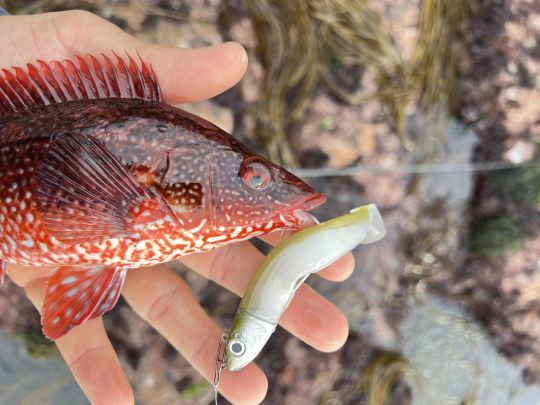 La veille est un poisson que l'on retrouve sur les zones rocheuses avec la présence d'algues et de crustacés. Vous les pêcherez rarement très haut, mais plus au bas de l'eau.