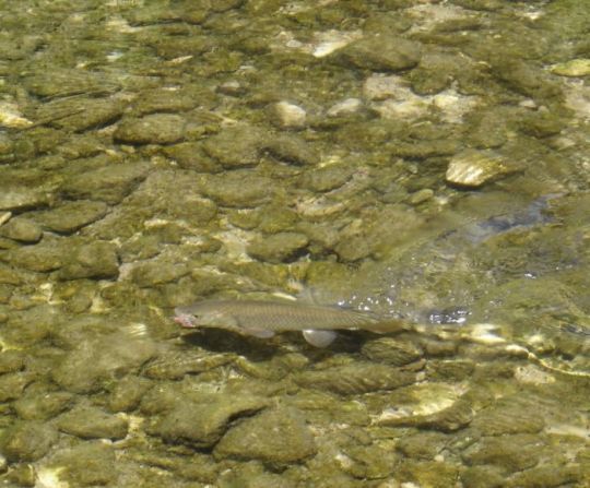 De nombreuses espèces de poisson d'eau douce peuvent être pêchées à l'aide de créatures