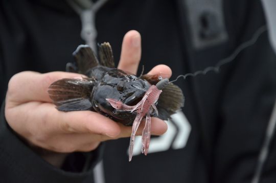 Pêcher en rockfishing avec des créatures