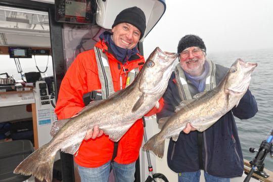 Deux beaux lieus jaunes pêchés dès le début de la partie de pêche