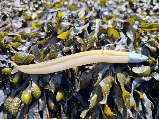 Le Crazy Eel 150 de Fiiish est une référence pour les pêches actives dans la colonne d'eau. Quand les bars sont actifs et sur des lançons, c'est le leurre à mettre au bout de sa ligne.