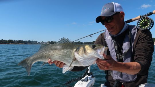 La pêche du bar à la mouche demande de savoir lancer à bonne distance pour couvrir du terrain