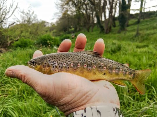 De magnifiques poissons