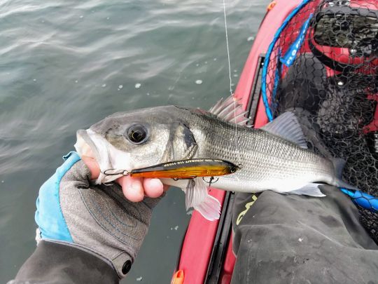 Quelques bars au poisson nageur