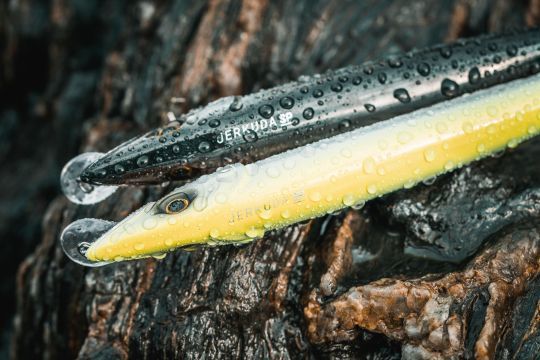 Un leurre pour imiter un petit barracuda