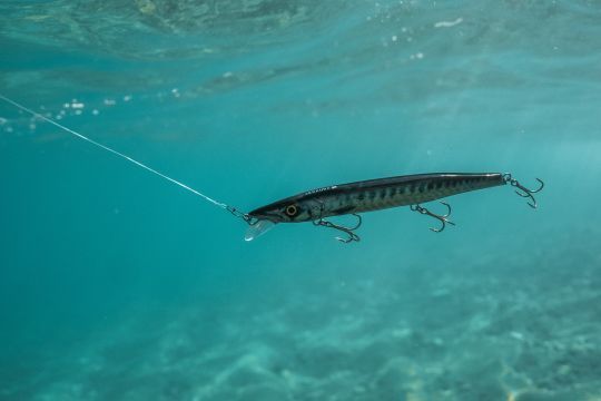 Un jerkbait pour pêcher les barracudas