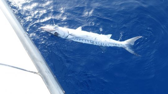 Stimuler l'instinct de chasseur du poisson