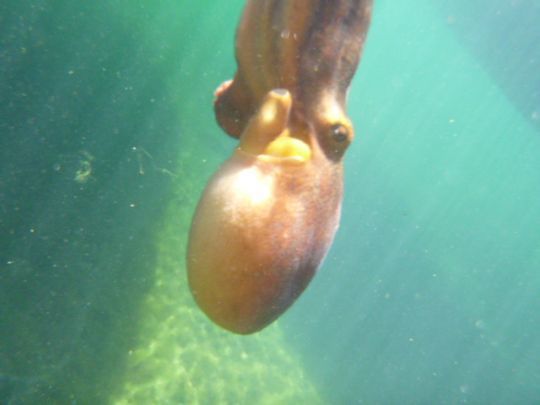 Relâcher les poulpes