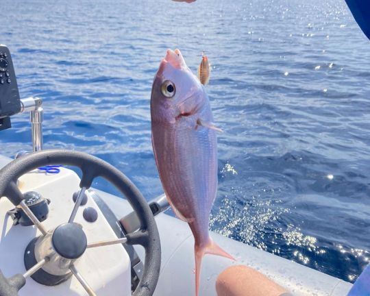 Pêcher le pageot depuis un bateau aux appâts