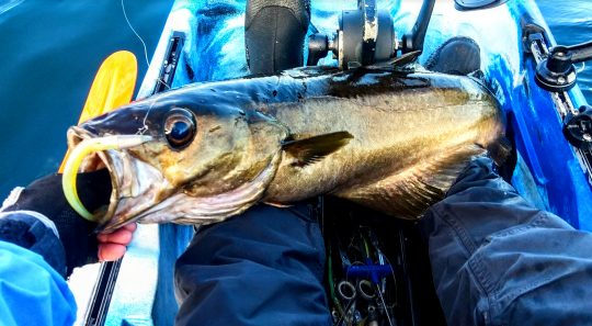Un joli poisson