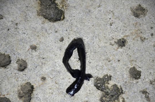 Arénicole, verrot ou ver noir