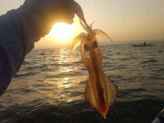 Les calamars sont toujours lÃ