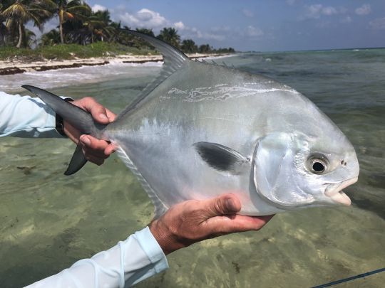 Le permit est un magnifique poisson, très méfiant et puissant qui donne du fil à retordre au pêcheur!