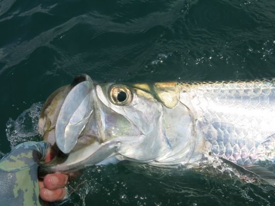 La gueule dure du tarpon nécessite des bas de ligne robuste appelé Shock tippet et des hameçons très piquant et fort de fer
