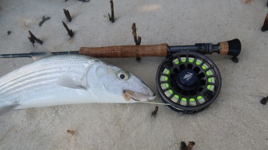 Un petit crabe peut parfois faire le différence car les bonefish en raffolent!