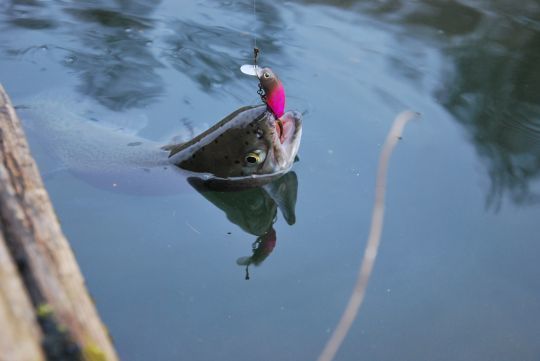Cette truite a attaqué ce crankbait en surface