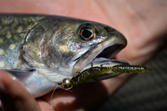 Cette imitation de larve aquatique a fait mouche!