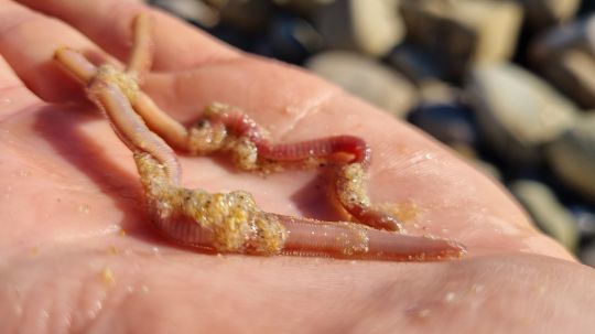 Le ver de sable, un bon appât pour pêcher le marbré