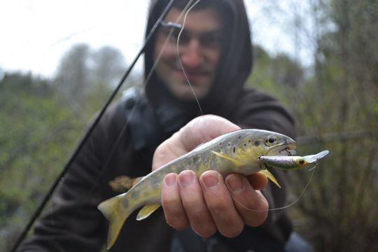 Les minnows à grande bavette plonge par le simple fait de s'opposer au courant