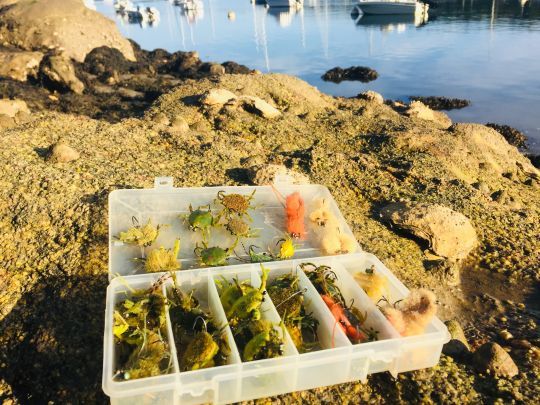 Avoir une bonne sélection de mouches et notamment d'imitations de crabes verts est important pour s'adapter aux conditions et humeur des bars
