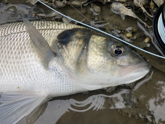Une soie flottante sera adaptée aux pêches fines et proche de la surface ou dans peu d'eau