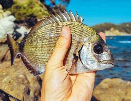 Les différents sars sont à rechercher près des côtes rocheuses