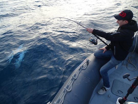 De beaux poissons pour des combats intenses