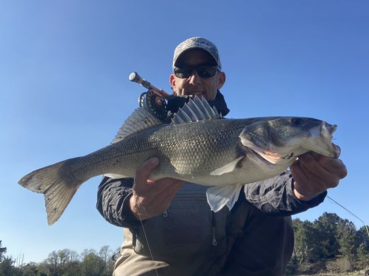 Le premier de l'année. Un magnifique poisson bien en forme et puissant. Un régal !