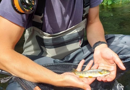 La beauté de ces poissons, quelle que soit la taille, sera la récompense du pêcheur.
