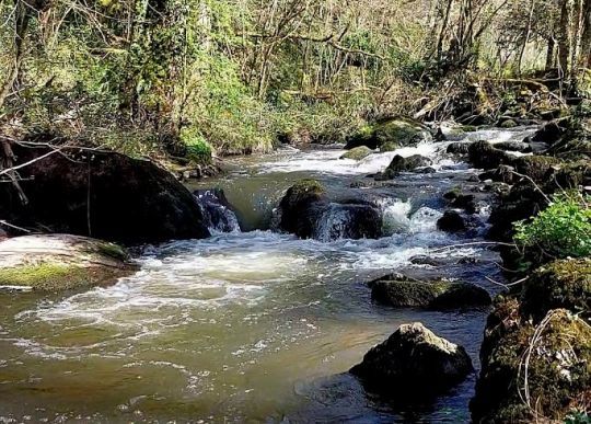 Une cascade apporte oxygène et cachette idéale pour une truite.