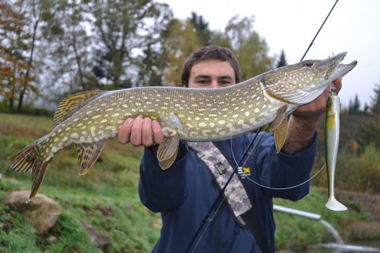 Pêcher gros permet de limiter les captures accidentelles de sandre et black-bass