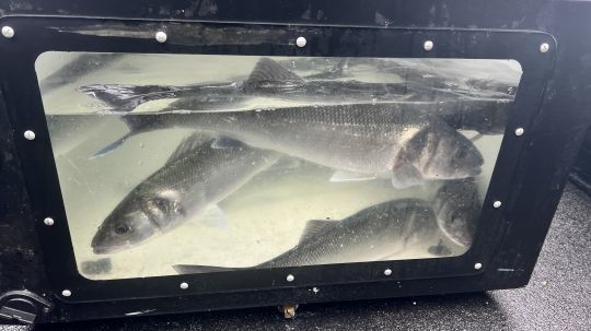 Le vivier est pratique pour y placer les poissons en attendant de les photographier et de les remettre à l'eau. Du bord, vous pourrez trouver une mare et y placer les poissons temporairement.