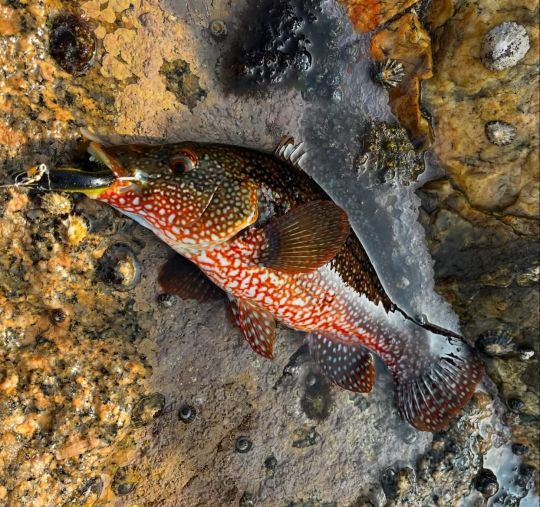 Les couleurs de ce magnifique poisson varie selon l'environnement dans lequel elle vit