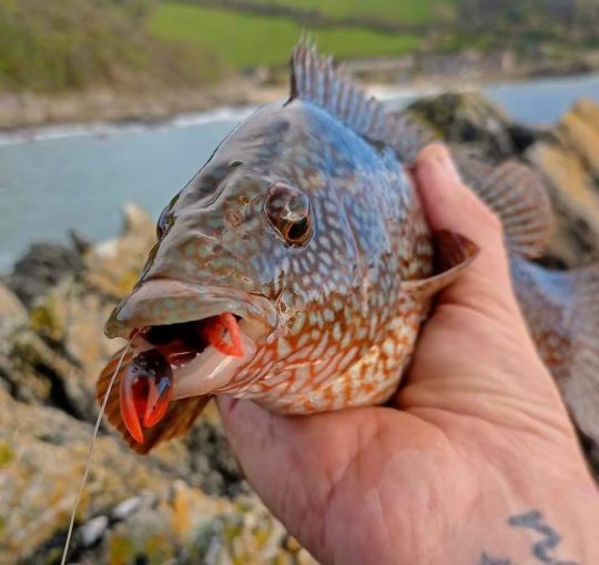 c'est un poisson à la bouche robuste qui nécessitera un ferrage, efficace et immédiat pour réussir à le piquer