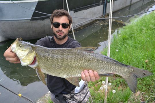 Un gros aspe leurré entre les péniches
