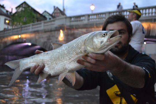 Un bel aspe Strasbourgeois