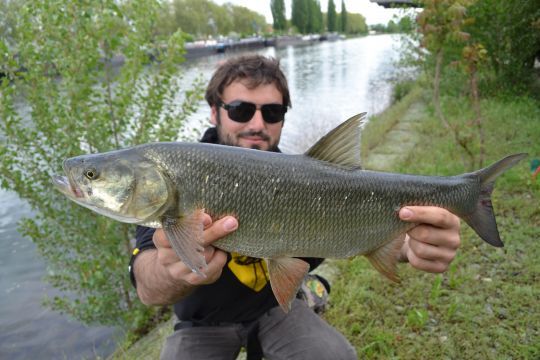 Un gros aspe leurré sur un poisson nageur silencieux