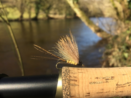 La mouche de mai est une des éclosions les plus attendues par les pêcheurs à la mouche