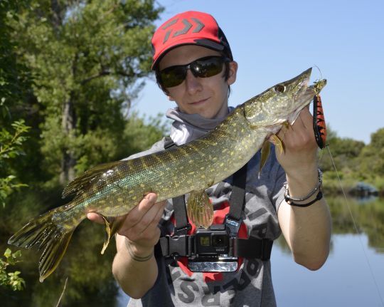 Une augmentation de la population de brochet visible
