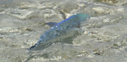 C'est toujours agréable de voir repartir un si beau poisson dans son milieu