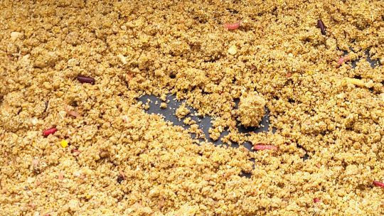 Les asticots sont souvent utilisés pour pêcher au feeder
