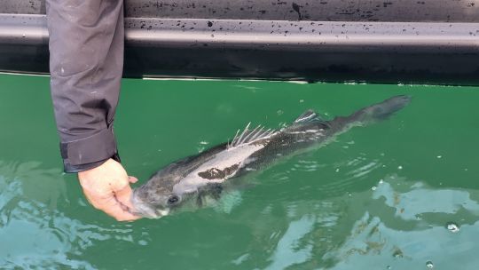 Pêche du bar en no kill