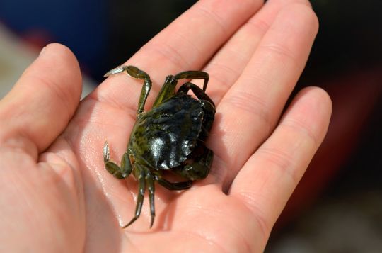 Les crabes, de très bons appâts